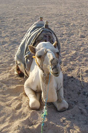 Kamele in Äygpten