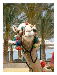 Hurghada und ein Kamel